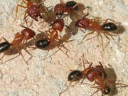 Cold Spring Harbor NY Ant Removal Insect Inspection 516-740-1192