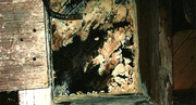 mold inspection Honolulu Hi