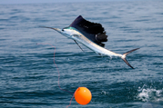 Buy charters and equipments for enjoying fishing at Cabo