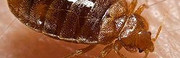 Cockroach Exterminator Philadelphia