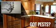 Pest Control Service - Call at (215) 800-0043