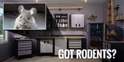 Rodent Control Services in Philadelphia