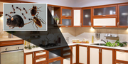 Pest Control in Philadelphia