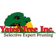 Professional Tree trimming Service in San Antonio | Yates Tree Inc