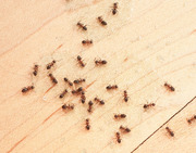 How to Get Rid of Ants