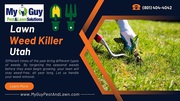 Eliminate Weeds with My Guy Pest and Lawn's Effective Weed Killer in U