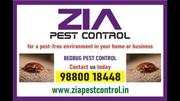 Bed Bug Control for Restaurents || 6019